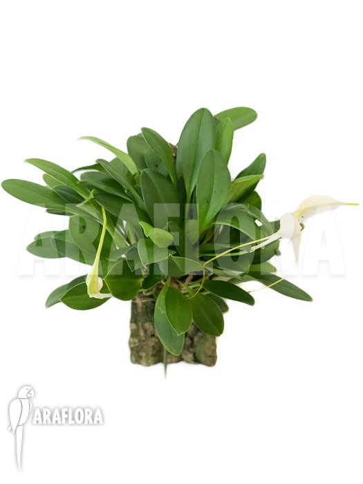 Masdevallia apparitio