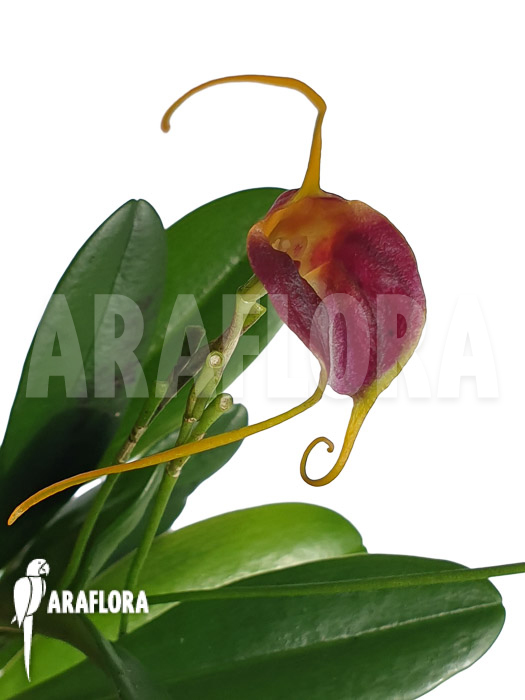 Masdevallia lata