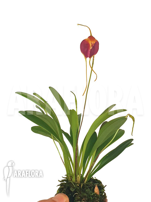 Masdevallia-lata-3