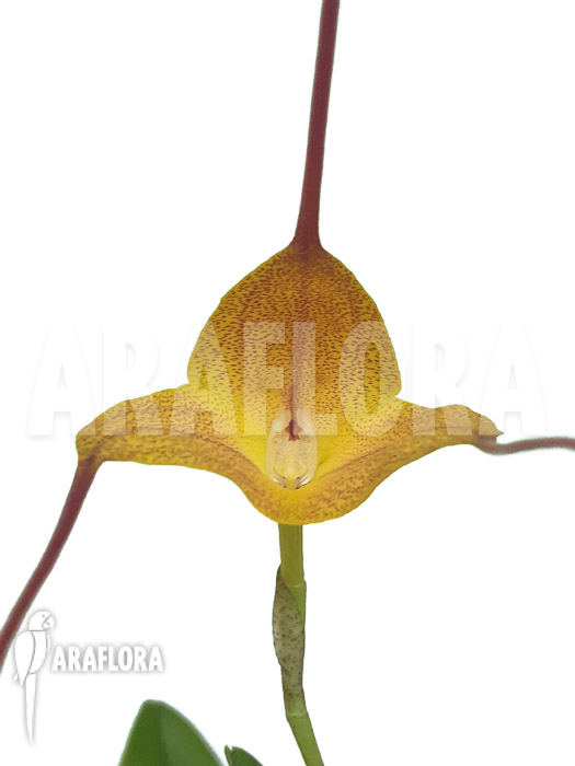 Masdevallia triangularis