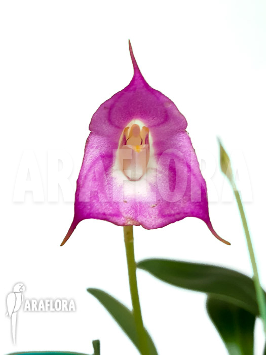 Masdevallia uniflora
