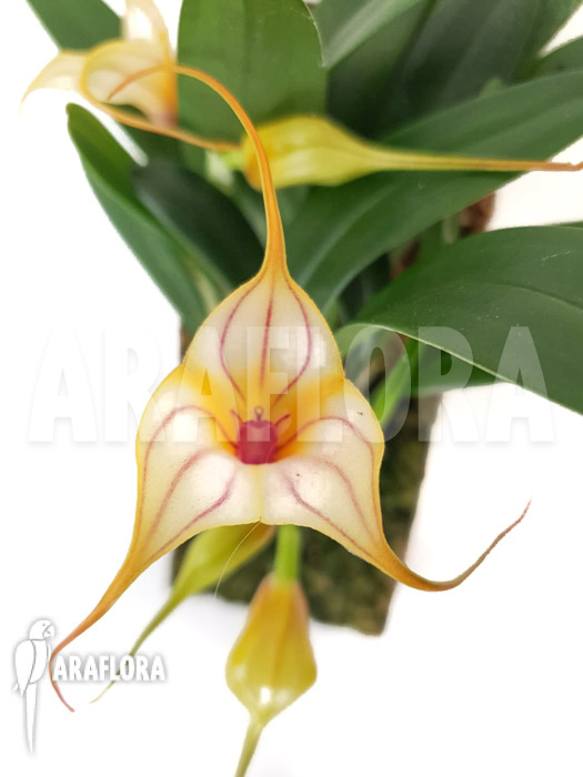 Masdevallia-unknown-4