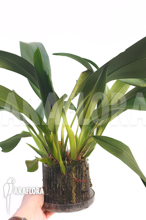 Maxillaria sanderiana