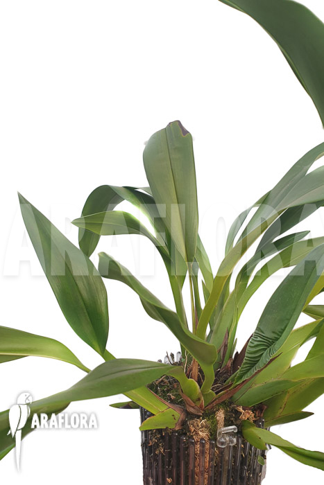 Maxillaria-sanderiana-4