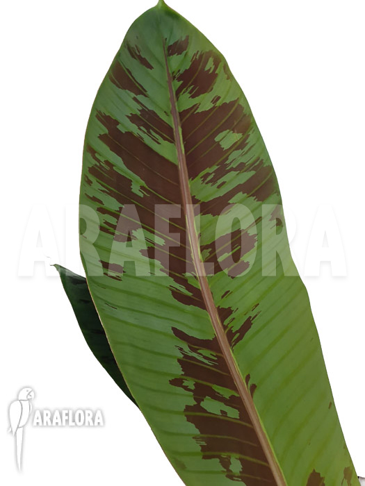 Musa acuminata ‘Tiger stripes’