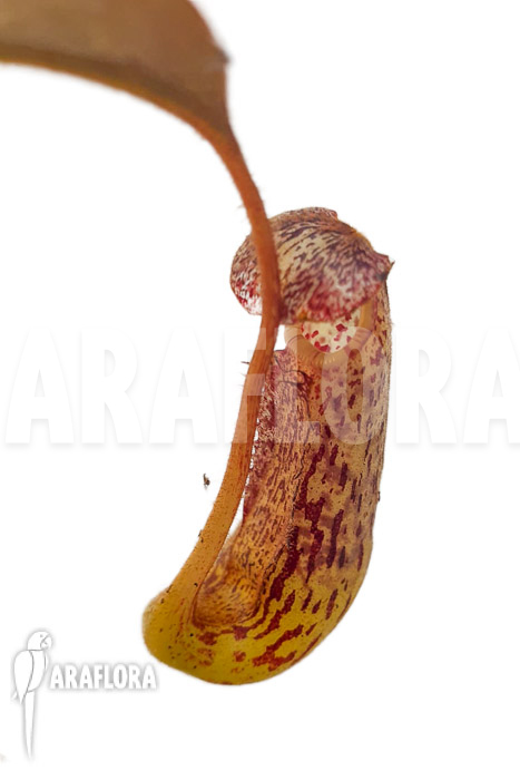Nepenthes burbigeae
