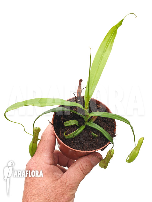 Nepenthes gracilis ‘Starter’