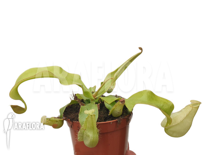 Nepenthes x hookeriana ‘yellow’