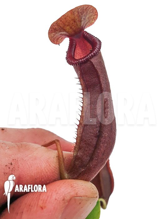 Nepenthes x singalana x ventricosa ‘Starter’