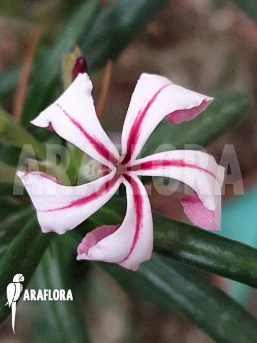 Pachypodium succulentum