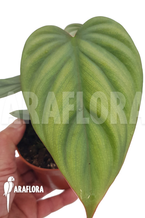 Philodendron ‘Colombia’