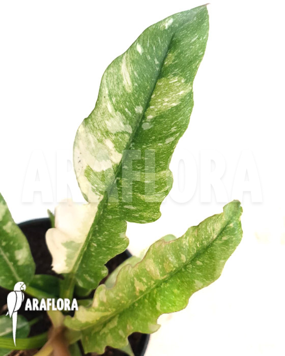 Philodendron ‘Ring of Fire’ variegata