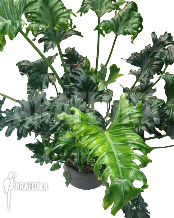 Philodendron atlantis