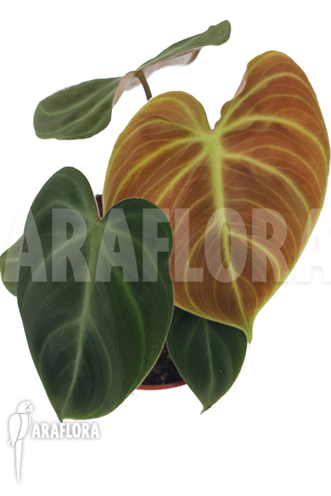 Philodendron ‘el Choco red”