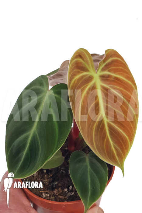 Philodendron ‘el Choco red”
