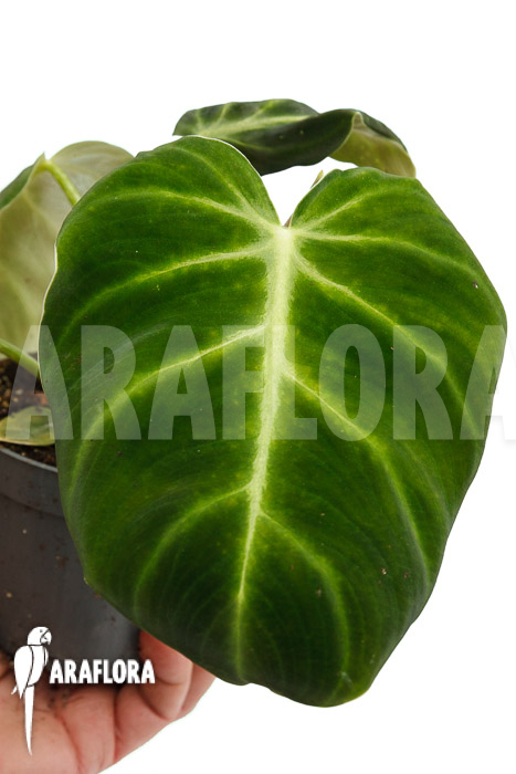 Philodendron luxurians