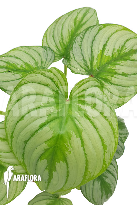 Philodendron mamei ‘Silver Cloud’