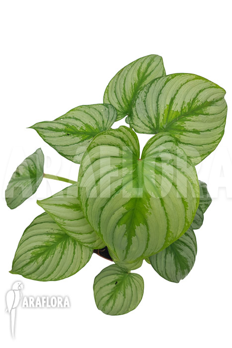 Philodendron mamei ‘Silver Cloud’