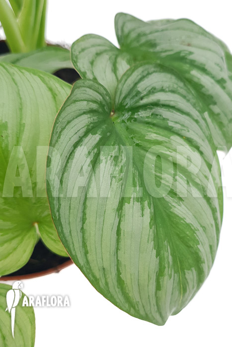 Philodendron mamei ‘Silver Cloud’