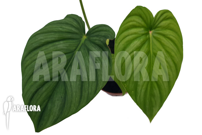 Philodendron pastazanum