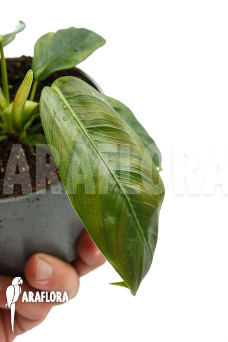 Philodendron patriciae