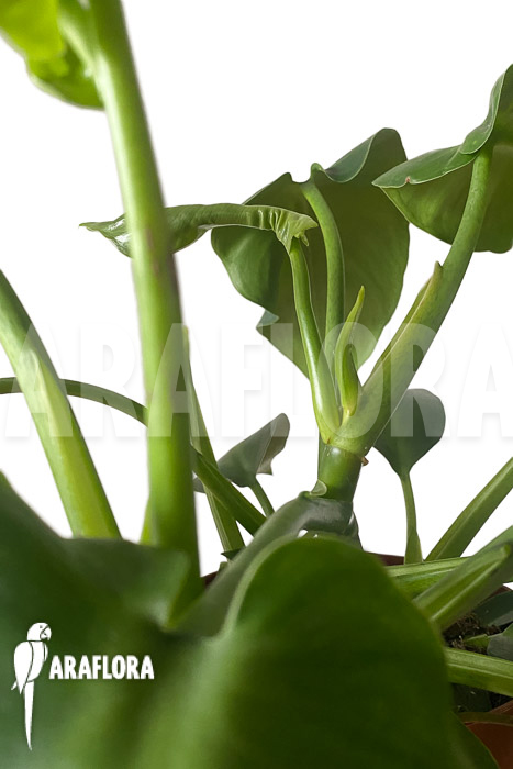 Philodendron rugosum