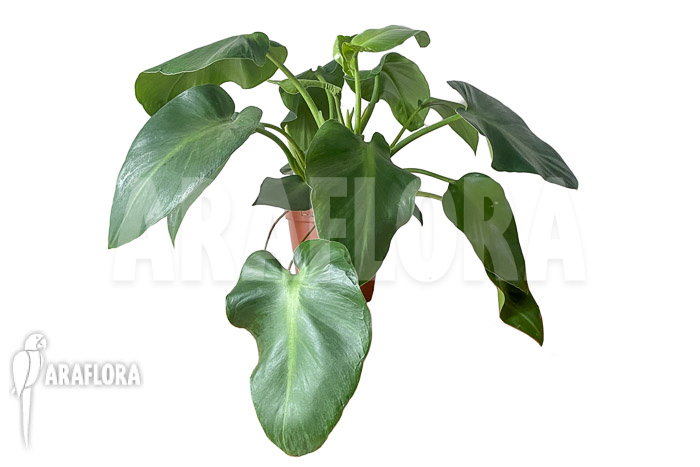 Philodendron rugosum