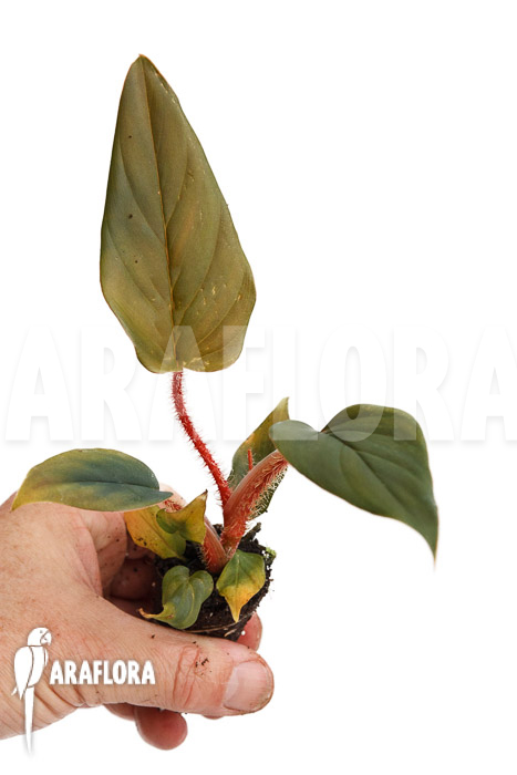 Philodendron squamicaule ‘Red’ ‘Plug’