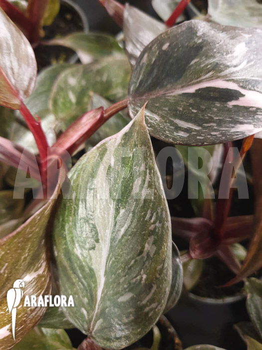 Philodendron x ‘Pink marble Princess’