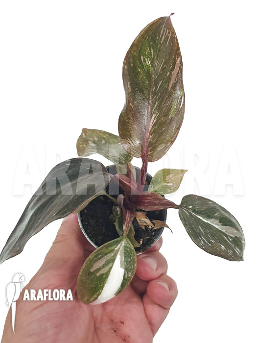Philodendron x ‘Pink marble Princess’
