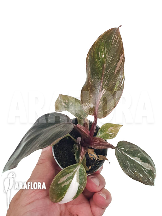 Philodendron x ‘Pink marble Princess’