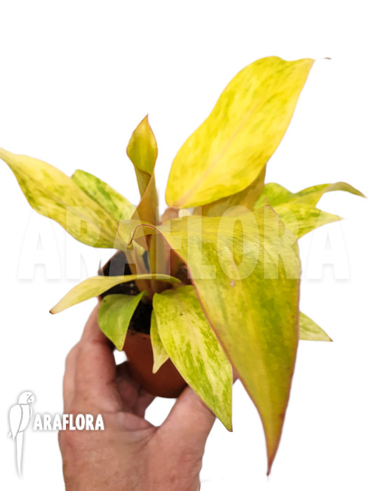 Philodendron x ‘Quad color’