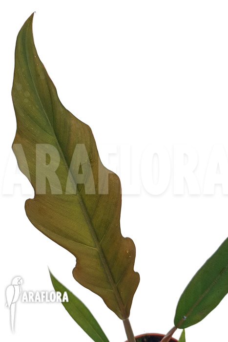 Philodendron x caramel Pluto