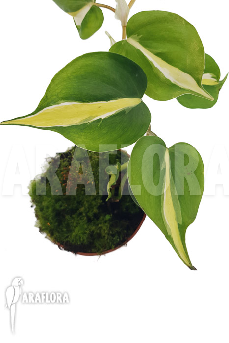 Philodendron x cream splash