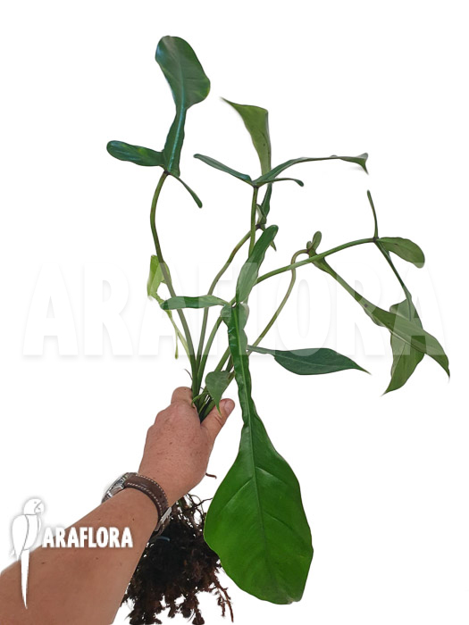 Philodendron x ‘joepii’