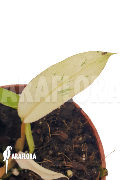 Philodendron x ‘snowdrift’