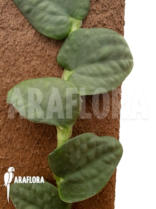 Rhaphidophora sp WD01