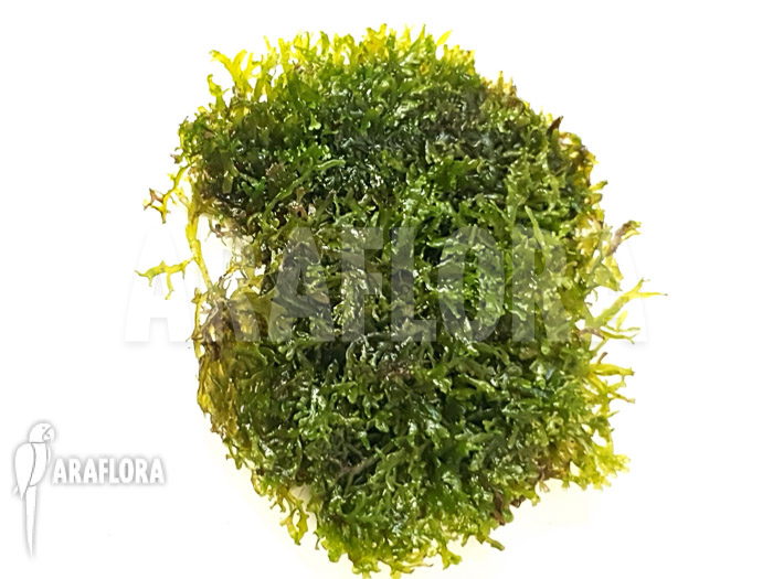 Riccardia chamedryfolia ‘coral’