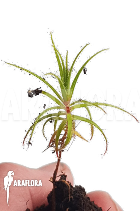 Roridula gorgonias ‘Starter’