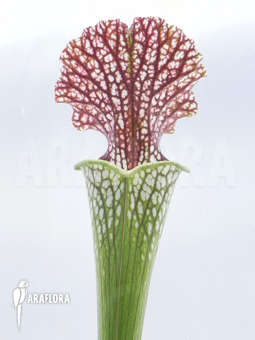Sarracenia leucophylla ‘050024’