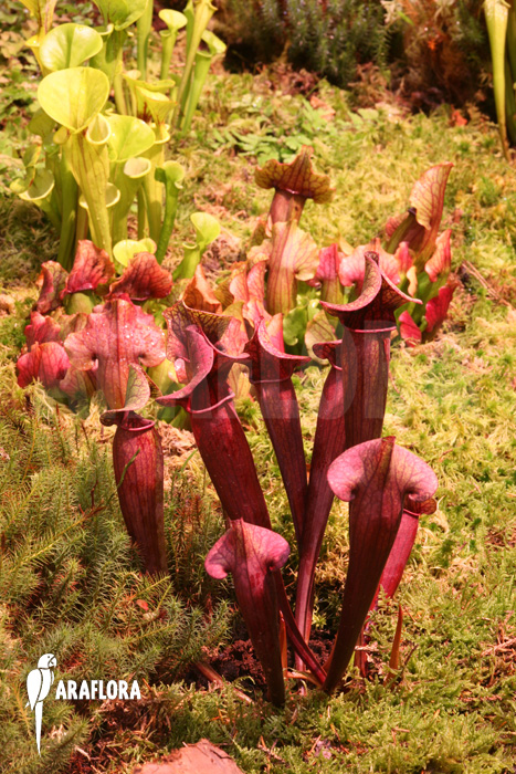Sarracenia x catesbaei ‘S’