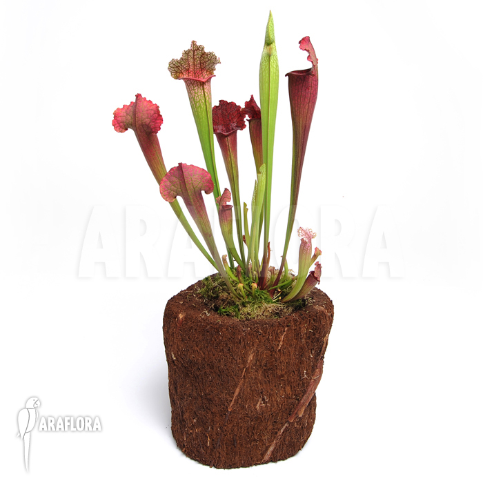 Sarracenia x ‘juthatip Soper’ ‘XL’