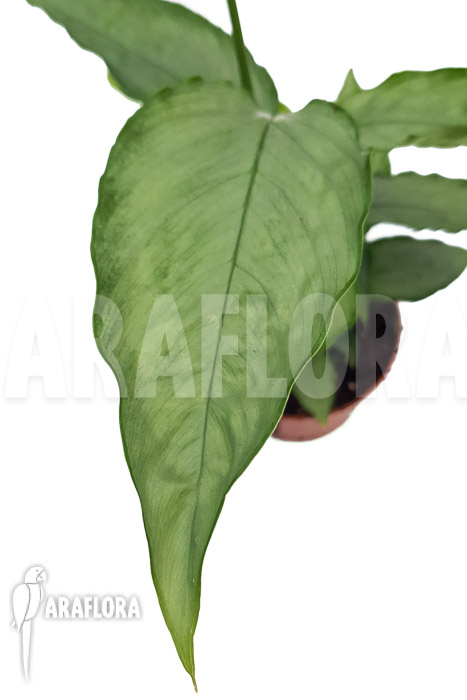 Schismatoglottis Silver form