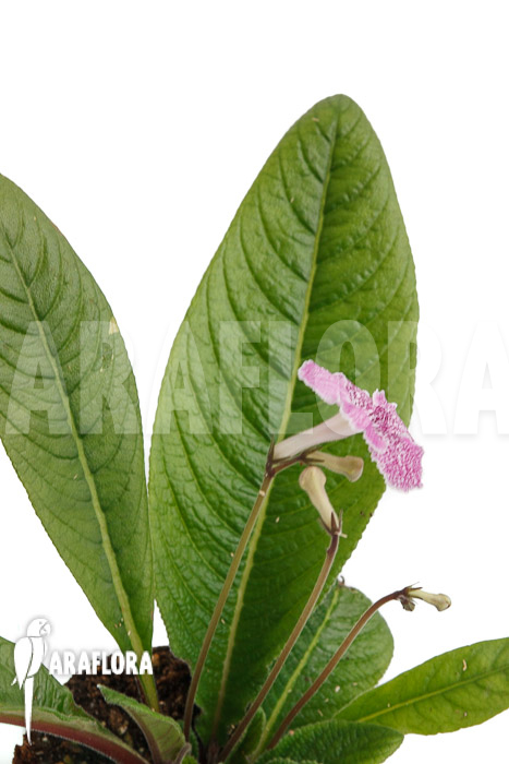 Streptocarpus hybrid Pink-speckled