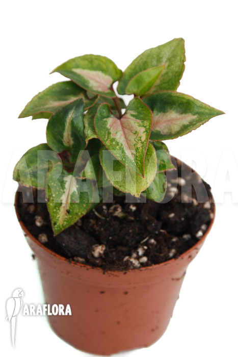 Syngonium Mickey ‘M’