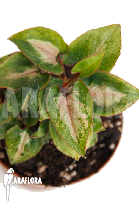 Syngonium Mickey ‘M’