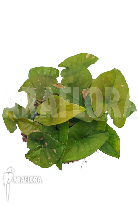 Syngonium ‘Pink splash’