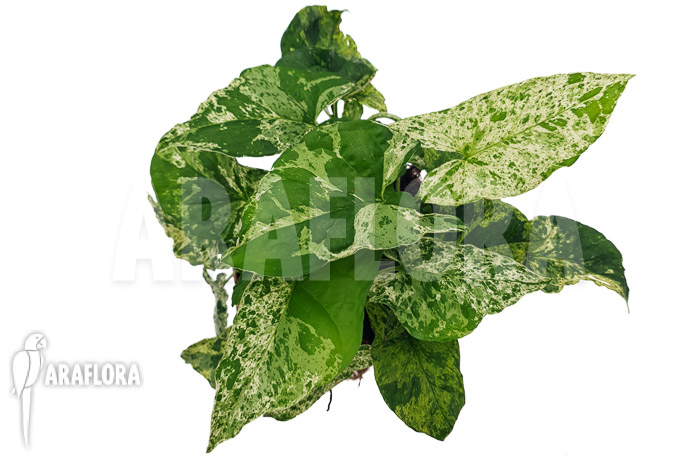 Syngonium ‘mottled mojito’