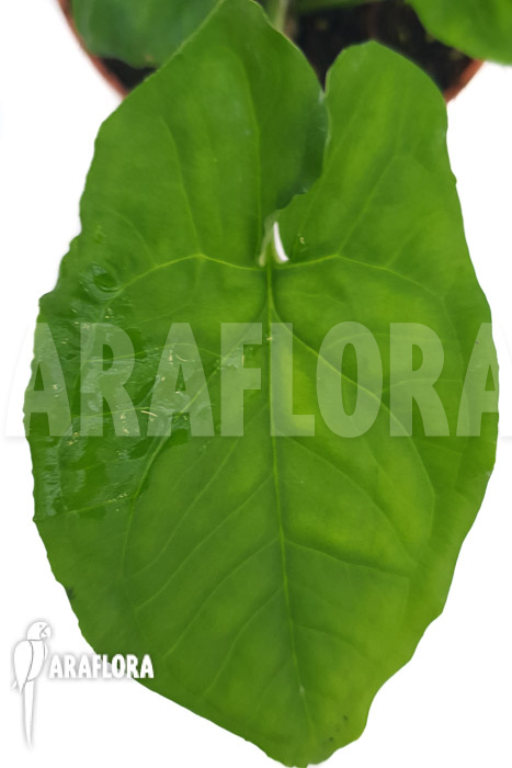 Syngonium steyermarkii