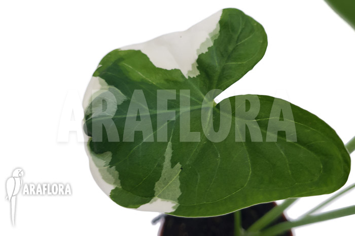 Xanthosoma albo marginata ‘Mickey Mouse’